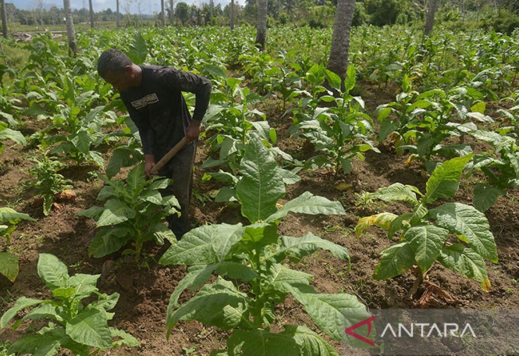 Petani Tembakau Adakan Pelatihan Fermentasi Alami