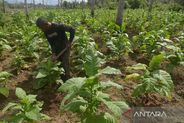 Petani Tembakau Adakan Pelatihan Fermentasi Alami